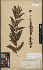 Foto von Salix purpurea L. x Salix viminalis L.